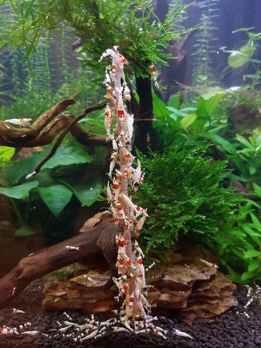 CeramicNature Shrimp Stick Gemüse/Algen Lolly ( 10 Stück )