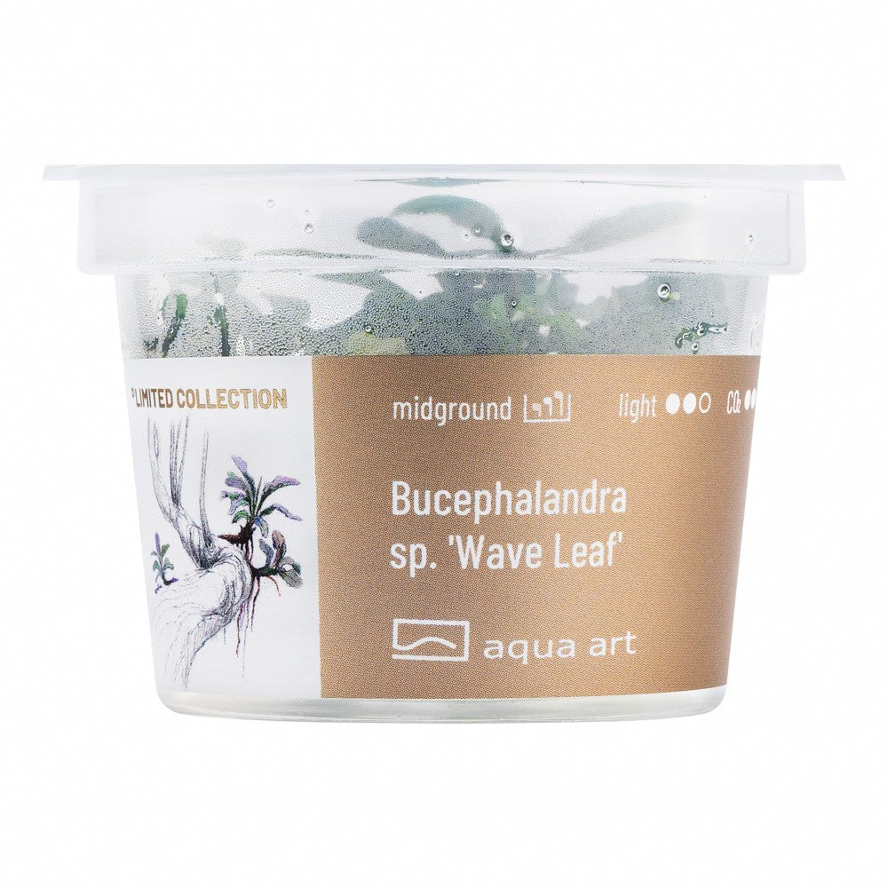 Bucephalandra sp. wave leaf