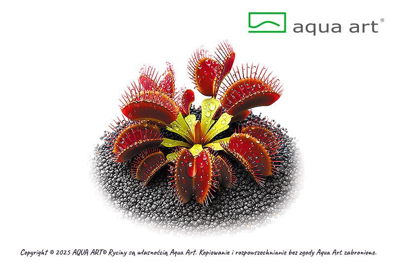 Dionaea muscipula Ring