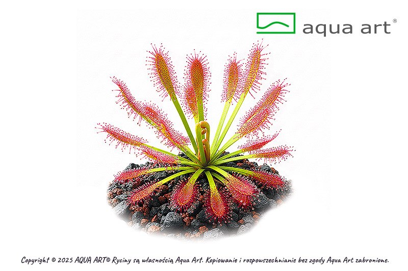 Drosera stolonifera subsp rupicola