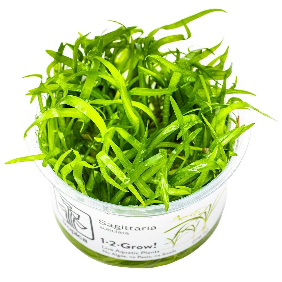 Sagittaria subulata