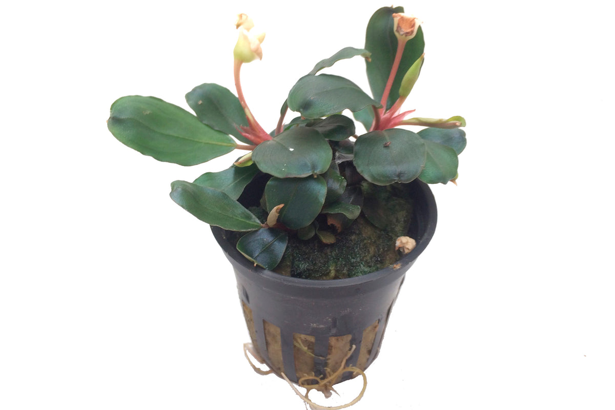 Bucephalandra sp. 'Red'