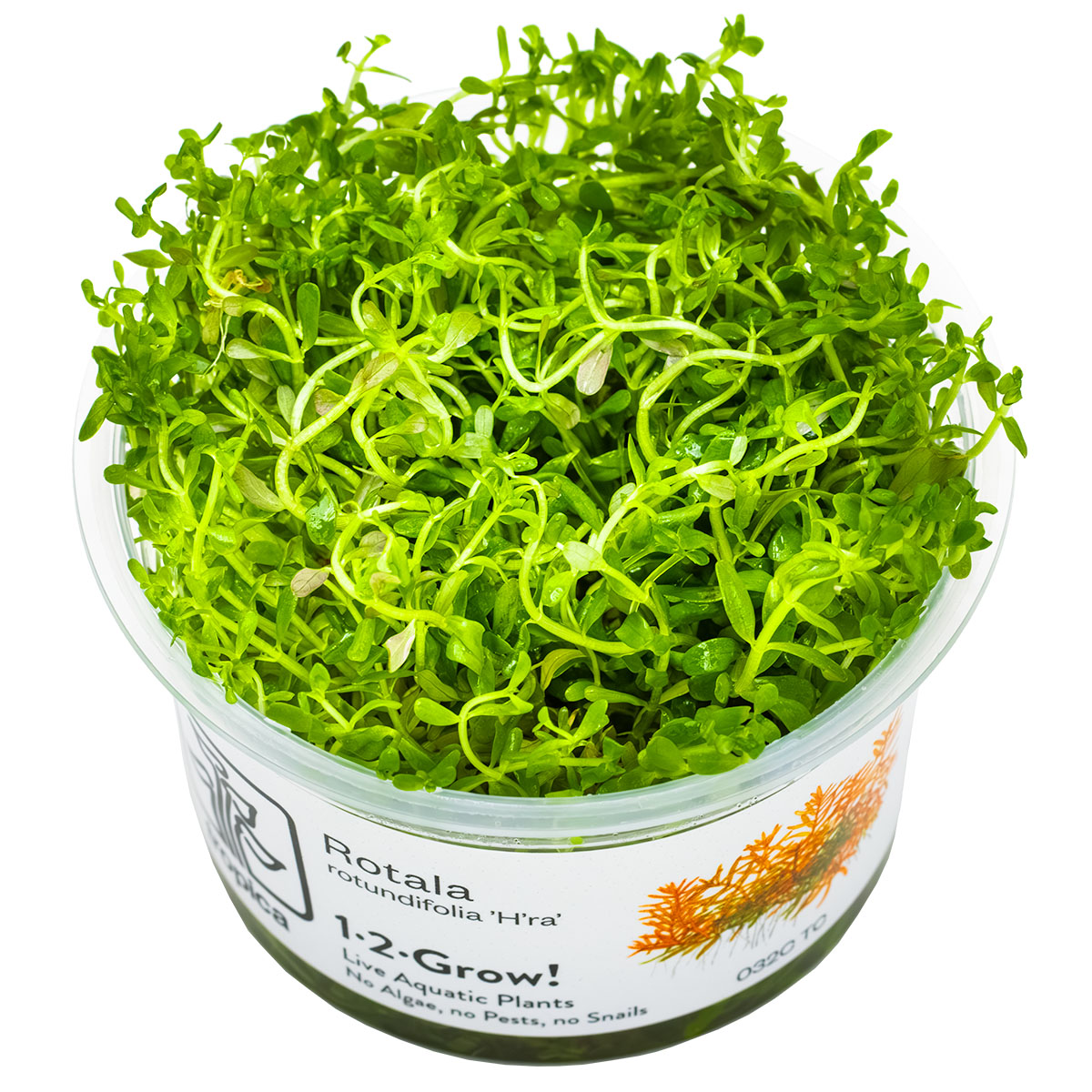 Rotala sp. ’H’ra’