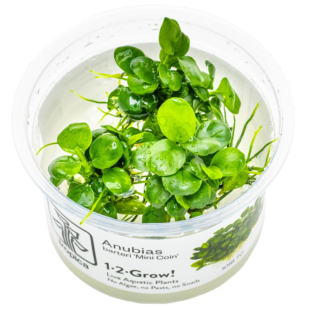Anubias barteri mini coin