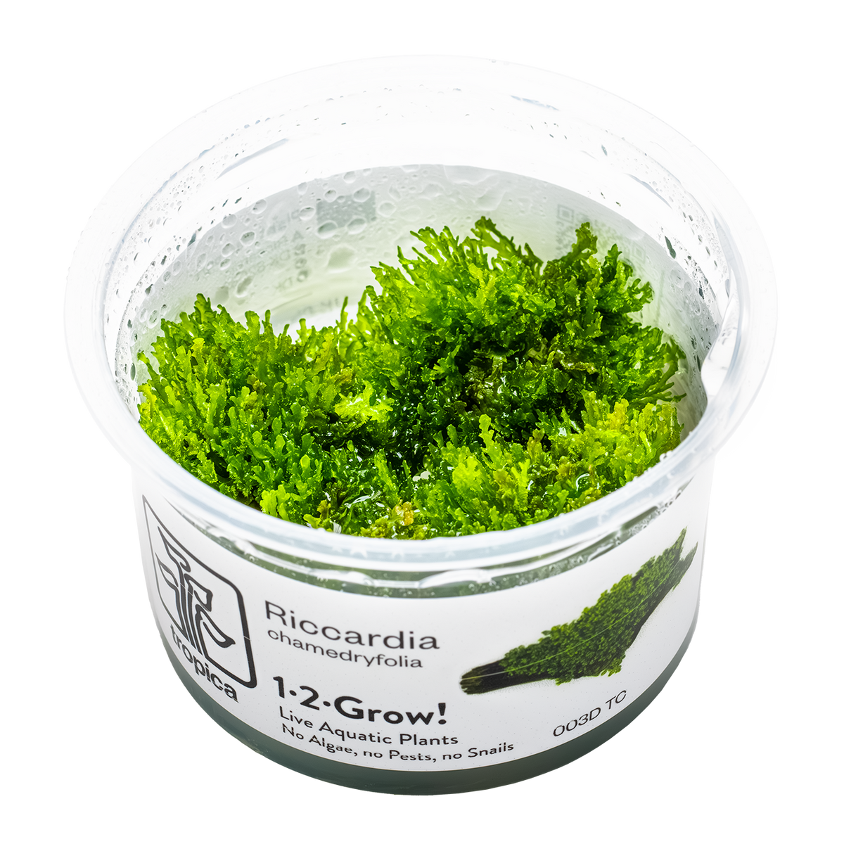 Riccardia chamedryfolia 1-2 Grow!
