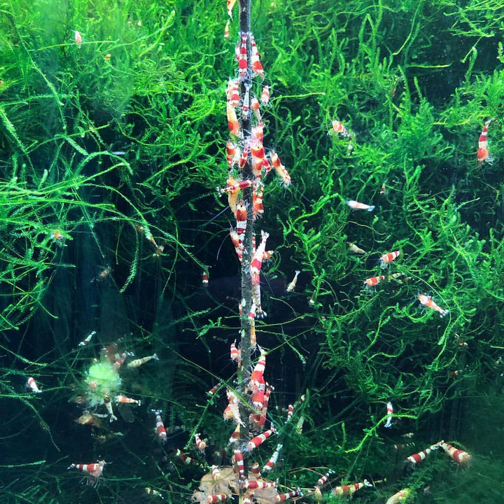 Shrimp Stick Lolly-Mix (10 Stück)
