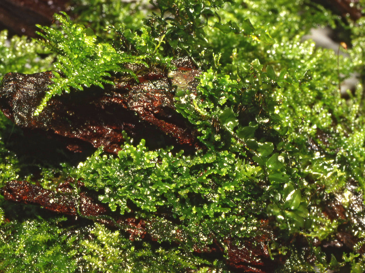 Riccardia chamedryfolia 1-2 Grow!