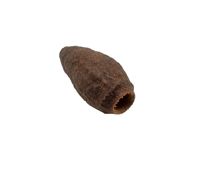 Getrocknete Jecetiba-Kapsel für Aquarien. Naturprodukt zur Dekoration und als Versteck für Garnelen.