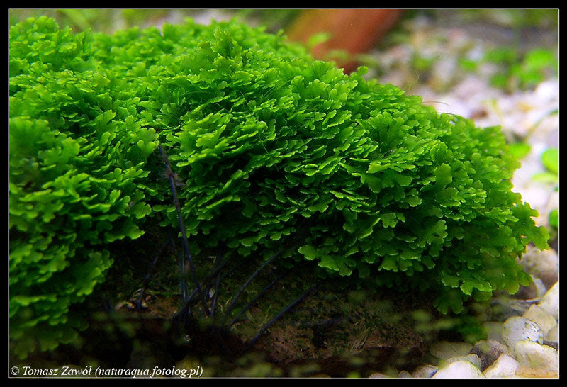 Riccardia chamedryfolia Portion