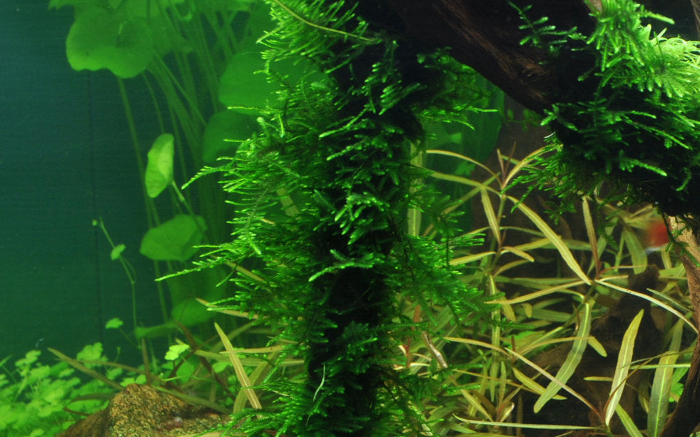 Taxiphyllum sp. 'Spiky'