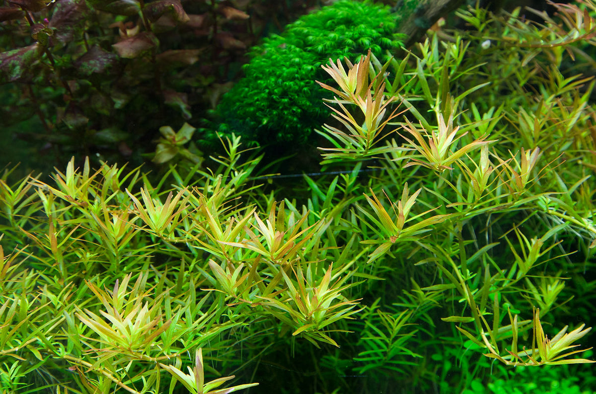 Rotala sp. ’H’ra’