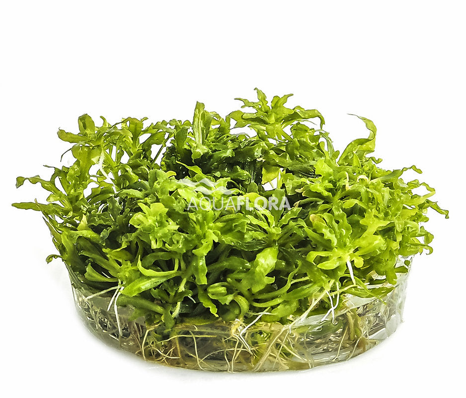 Pogostemon helferi