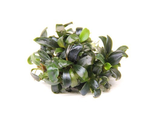 Bucephalandra spec. 'Serimbu Brown' invitro