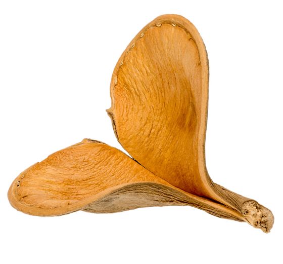 Elefanten Ohr 2 Lappig, Länge ca. 13-15 cm | Xylia xylocarpa