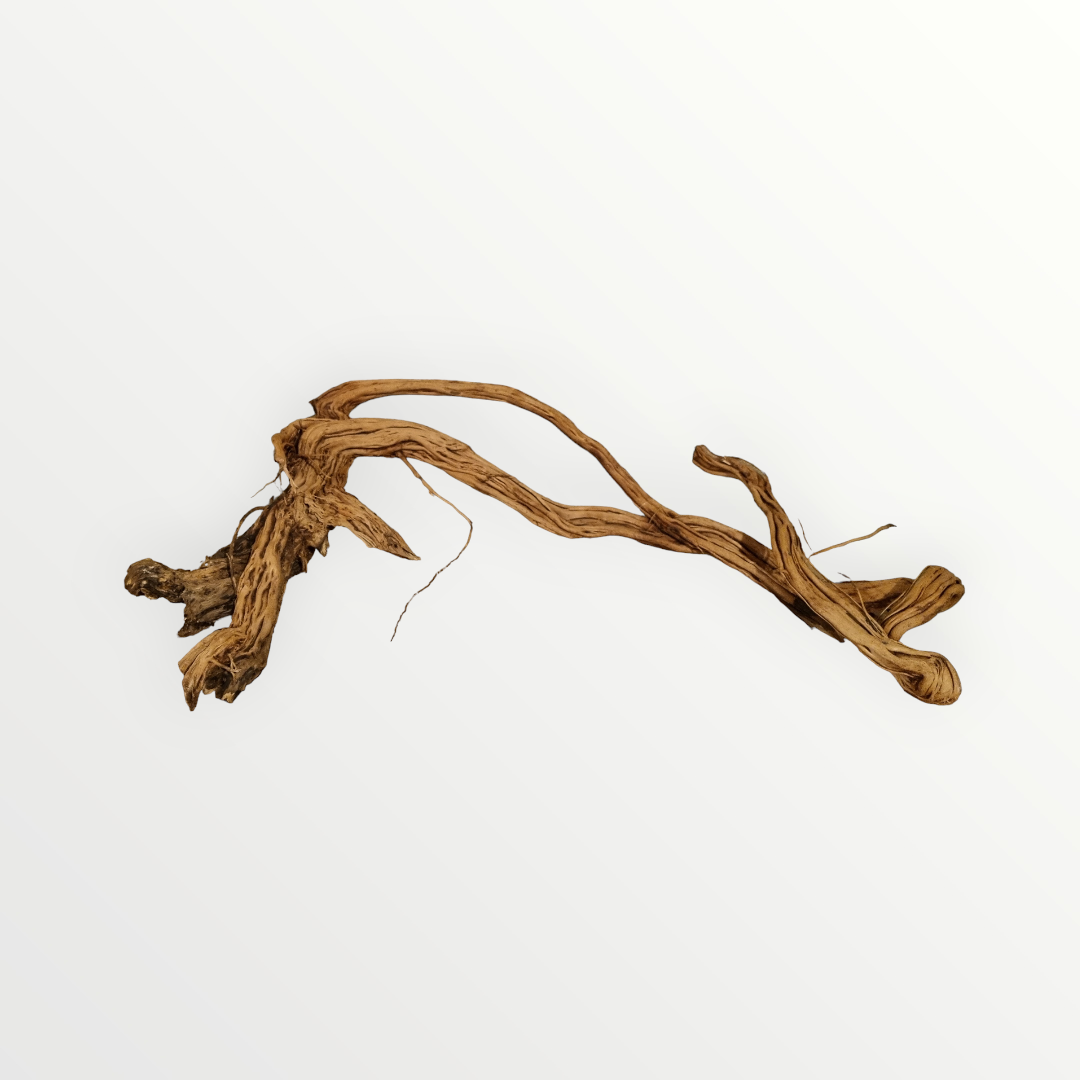 Dragon Wood / Curl Wood Wurzel367