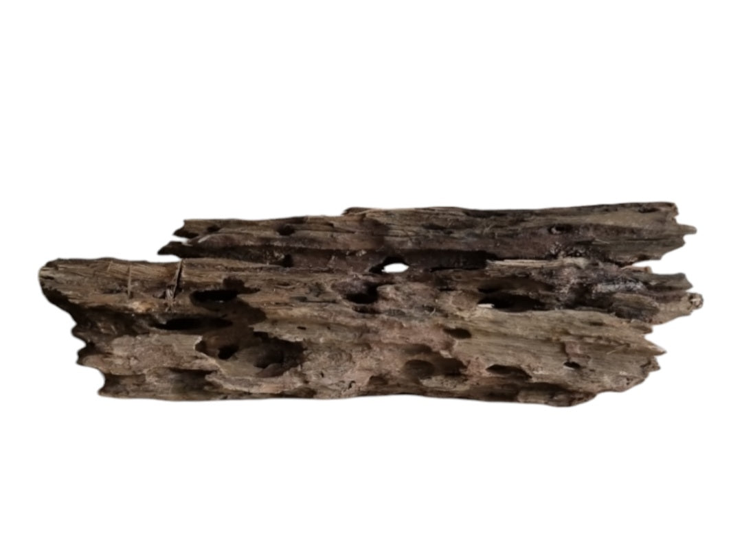 Drachenholz / Dragonwood XL Wurzel415