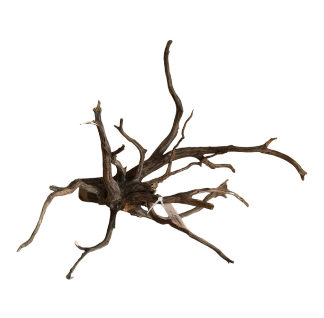 Black Root M Nr.277