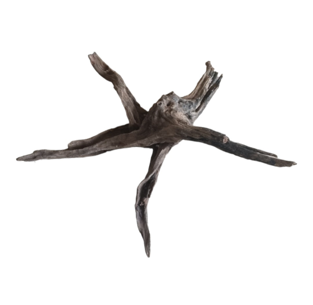 Coral Sinker Wood Nr.603