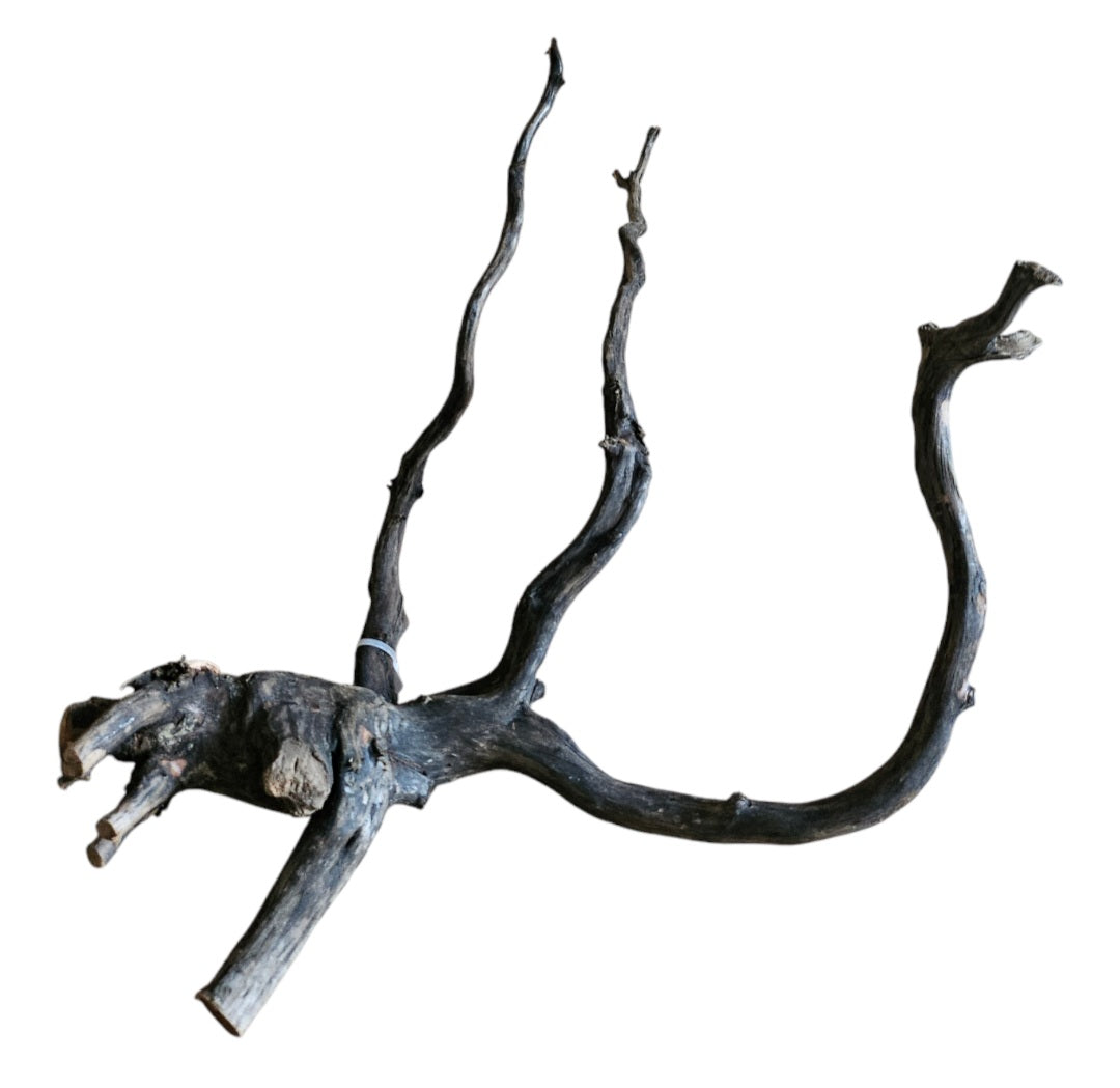 Black Root M Nr.283