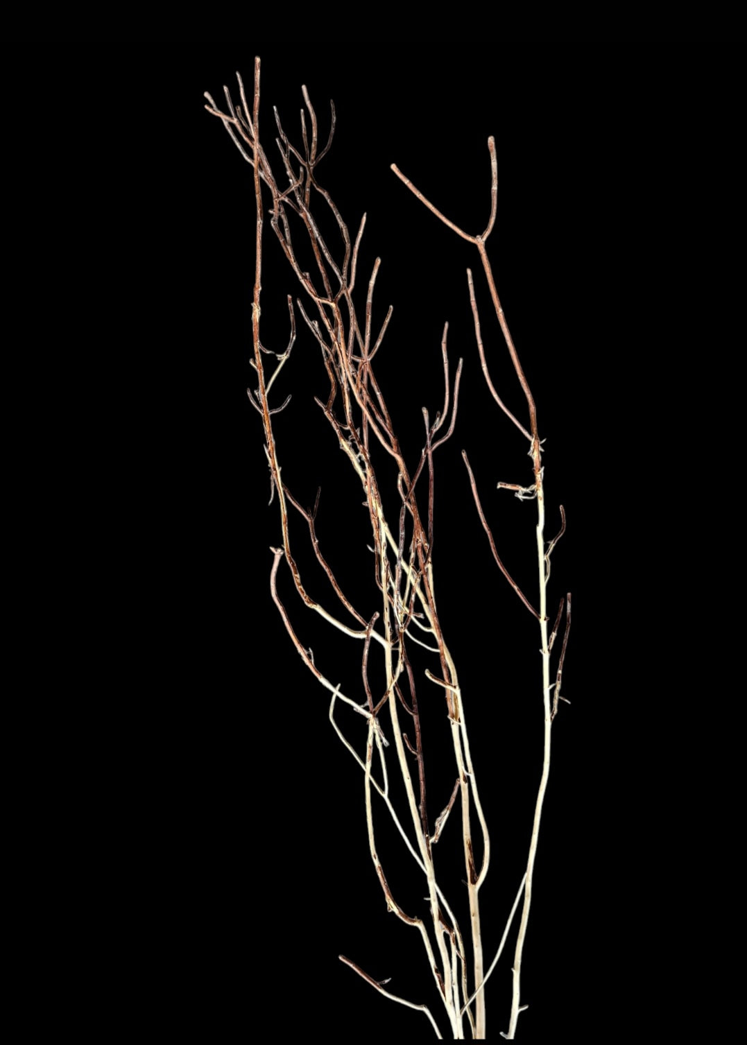 Ghost Wood L Nr.786