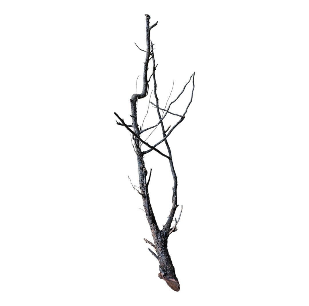Shadow Wood Nr.798