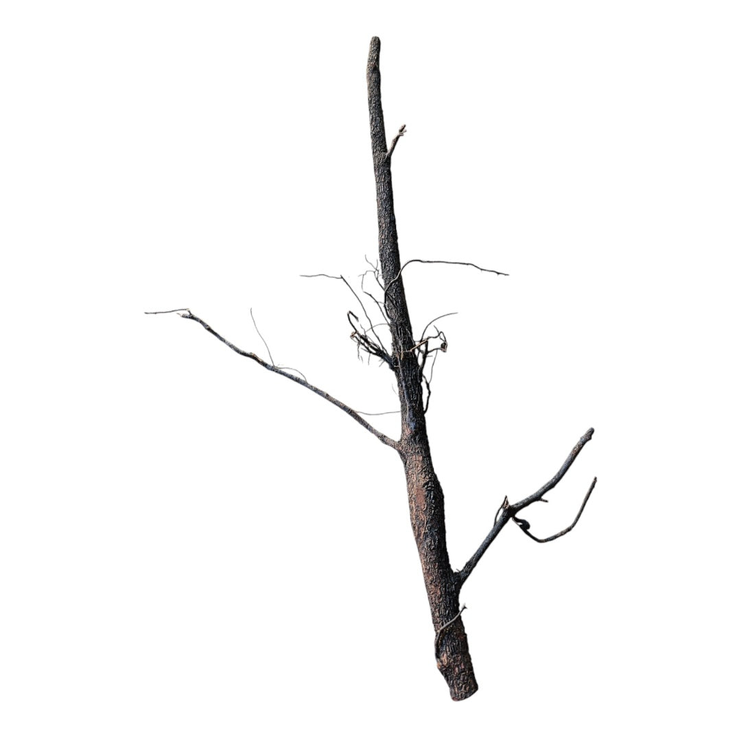 Shadow Wood Nr.806