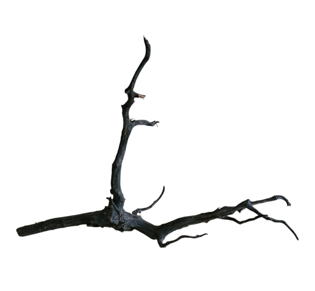 Black Root Nr.832