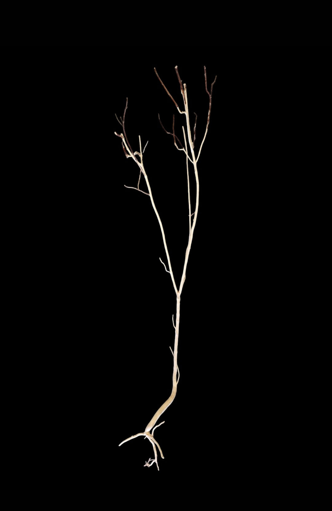 Ghost Wood L Nr.840