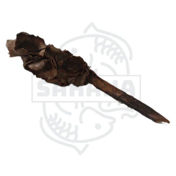 Das Bild zeigt ein unregelmäßig geformtes Stück Holz, das dunkelbraun gefärbt ist. Es hat eine raue Oberfläche und einige Vertiefungen. Das Holz scheint von Natur aus getrocknet zu sein und hat eine organische,