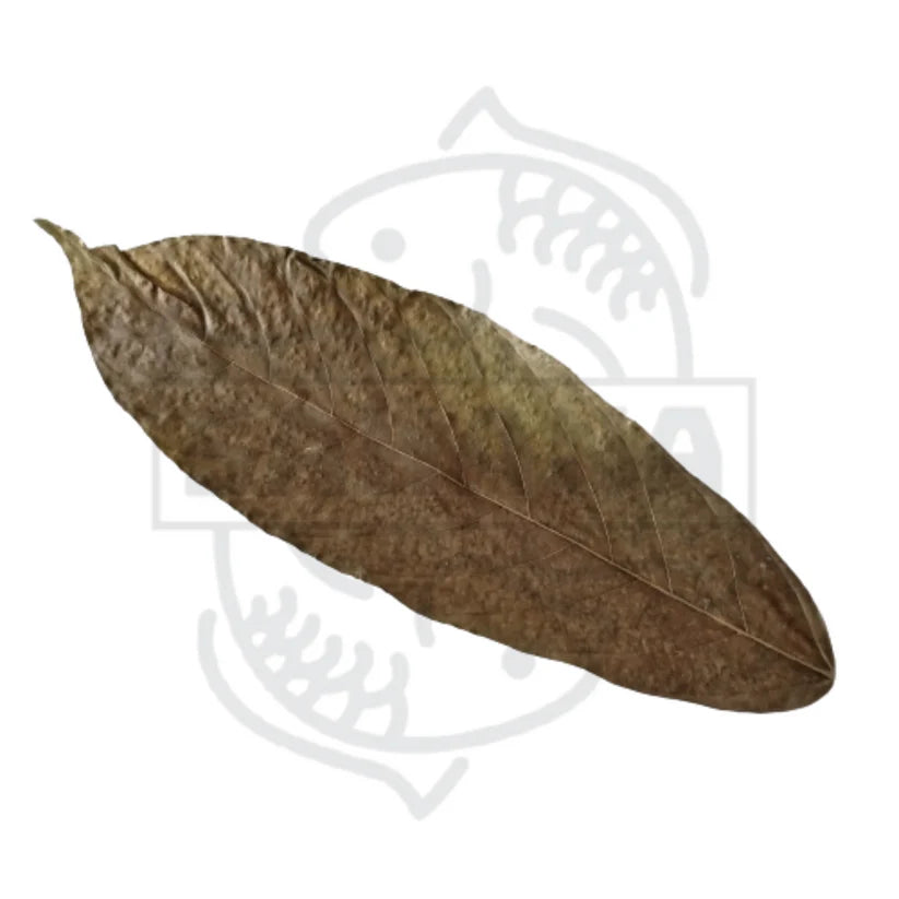 Das Bild zeigt ein einzelnes, getrocknetes Blatt, das lang und oval geformt ist. Es hat eine dunkelbraune Farbe und eine deutlich erkennbare Blattstruktur mit vielen Adern.