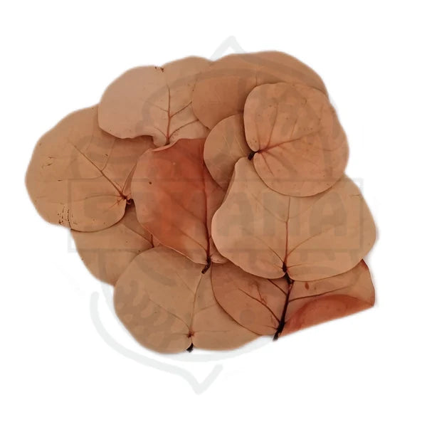 Das Bild zeigt eine Ansammlung von getrockneten Blättern, die wahrscheinlich von einem Coccoloba-Baum stammen. Diese Blätter sind in der Aquaristik sehr beliebt,