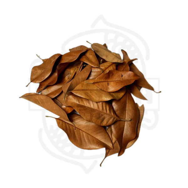 Das Bild zeigt eine Ansammlung getrockneter Blätter, die aufgrund ihrer Form und Farbe von einem Magnolienbaum stammen.