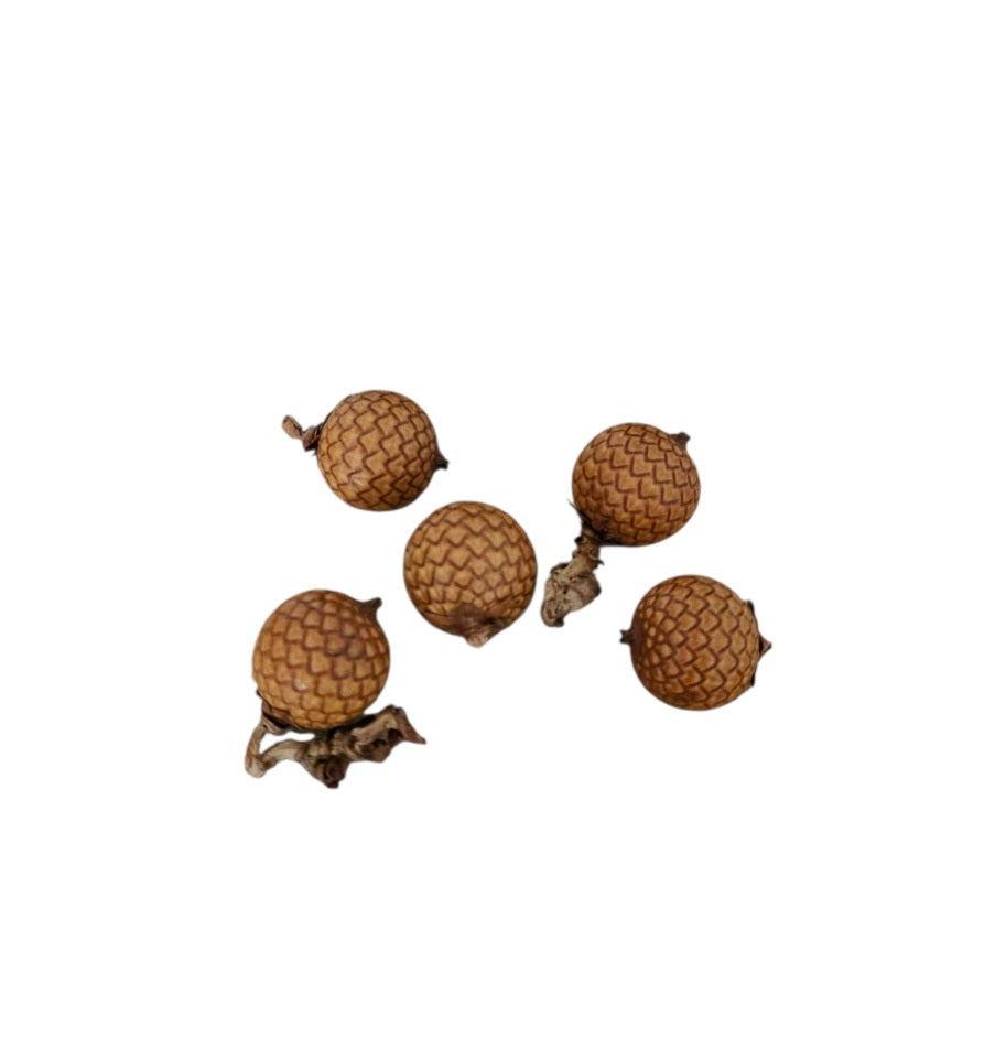 Calamus Früchte ( 5 Stück )