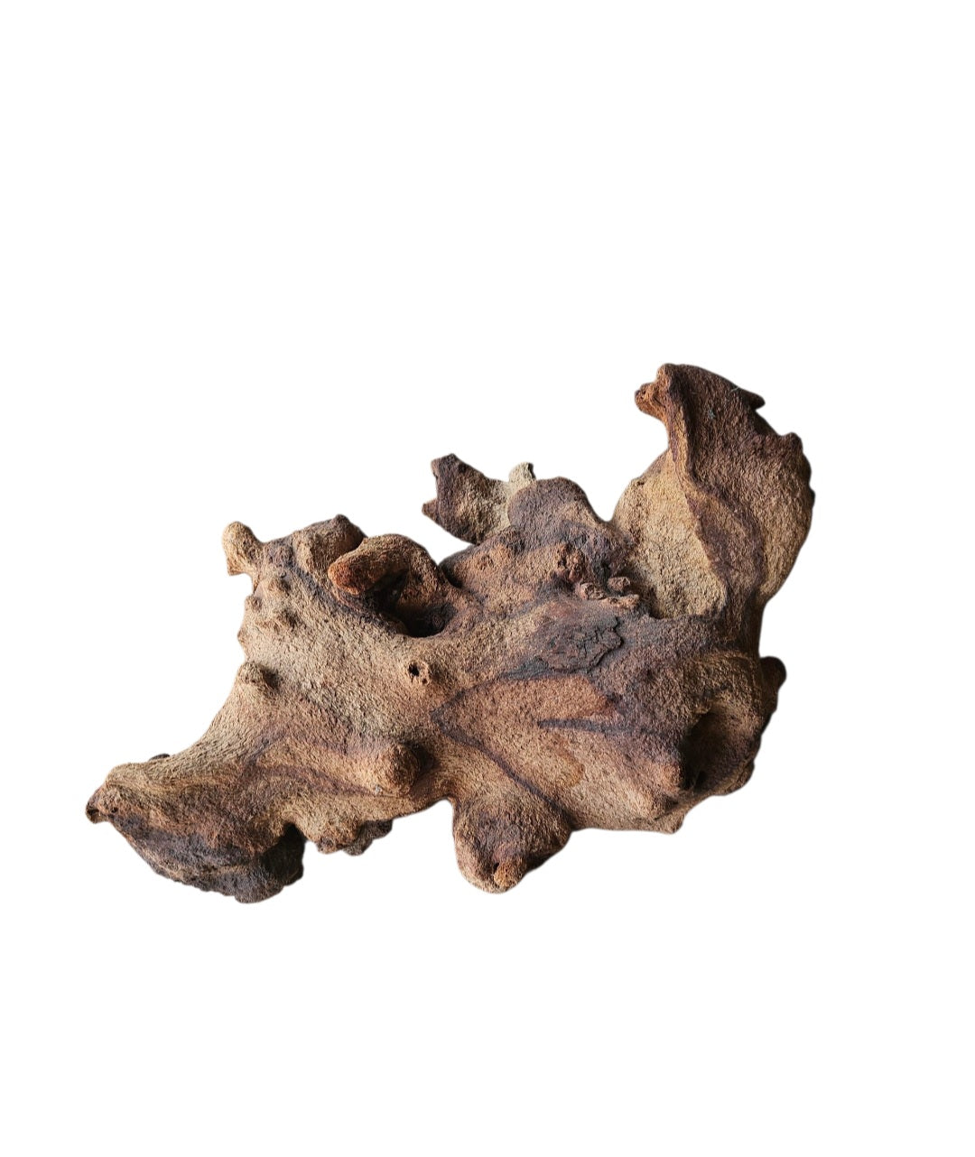 Mopani Wurzel Nr.823