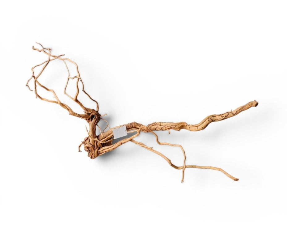 Dragon Wood / Curl Wood Wurzel315