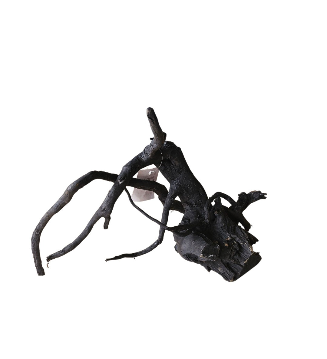 Schwarze Moorwurzel M (25-30 cm) Nr. 134