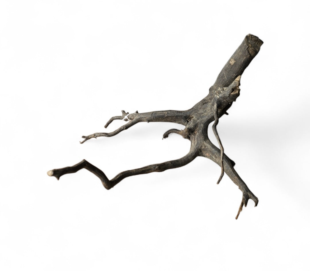 Black Root M Nr.317