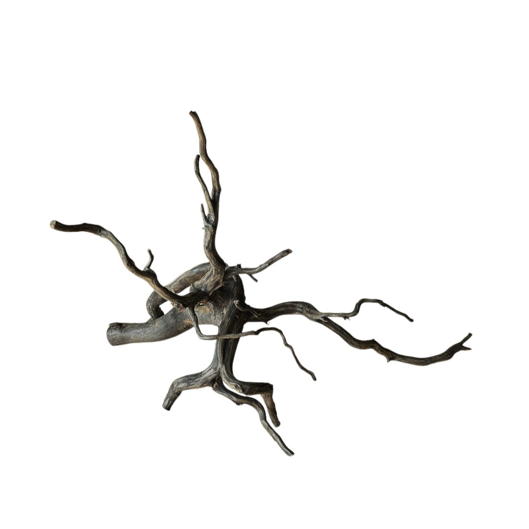 Black Root Nr.831