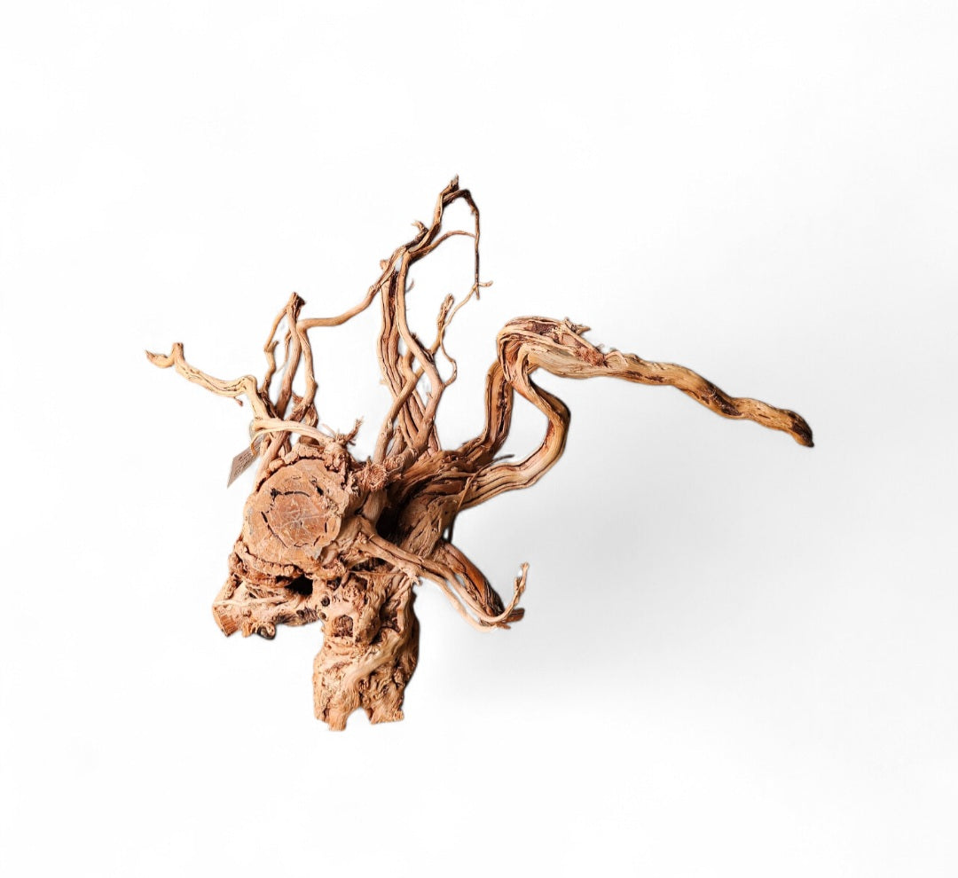 Dragon Wood / Curl Wood Wurzel407