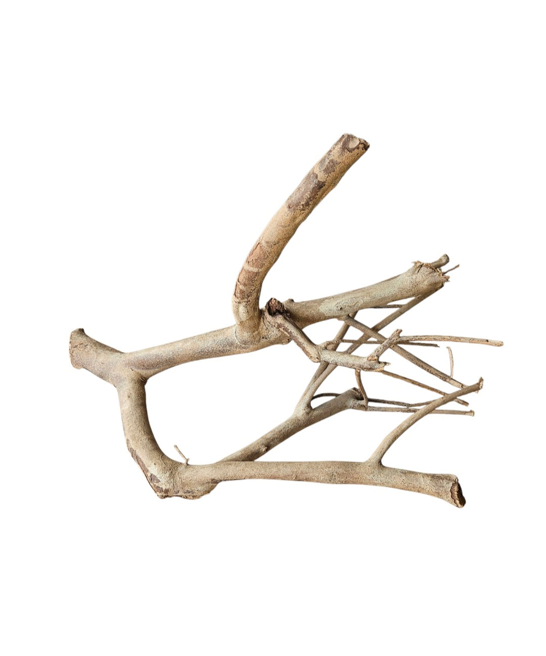 Talawa Holz/Wood 30-45cm Wurzel774