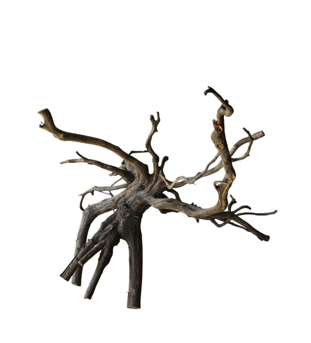 Black Root Nr.769