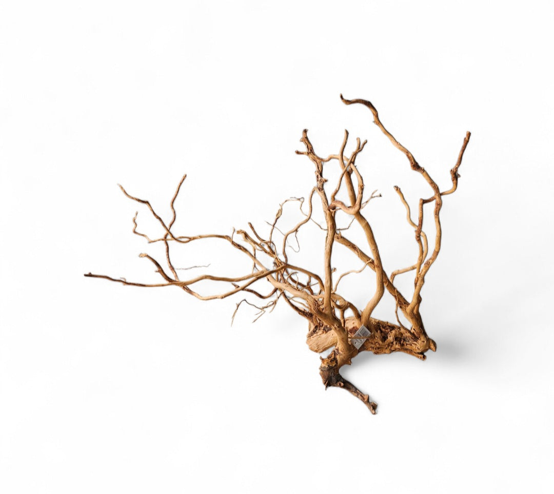 Dragon Wood / Curl Wood Wurzel404