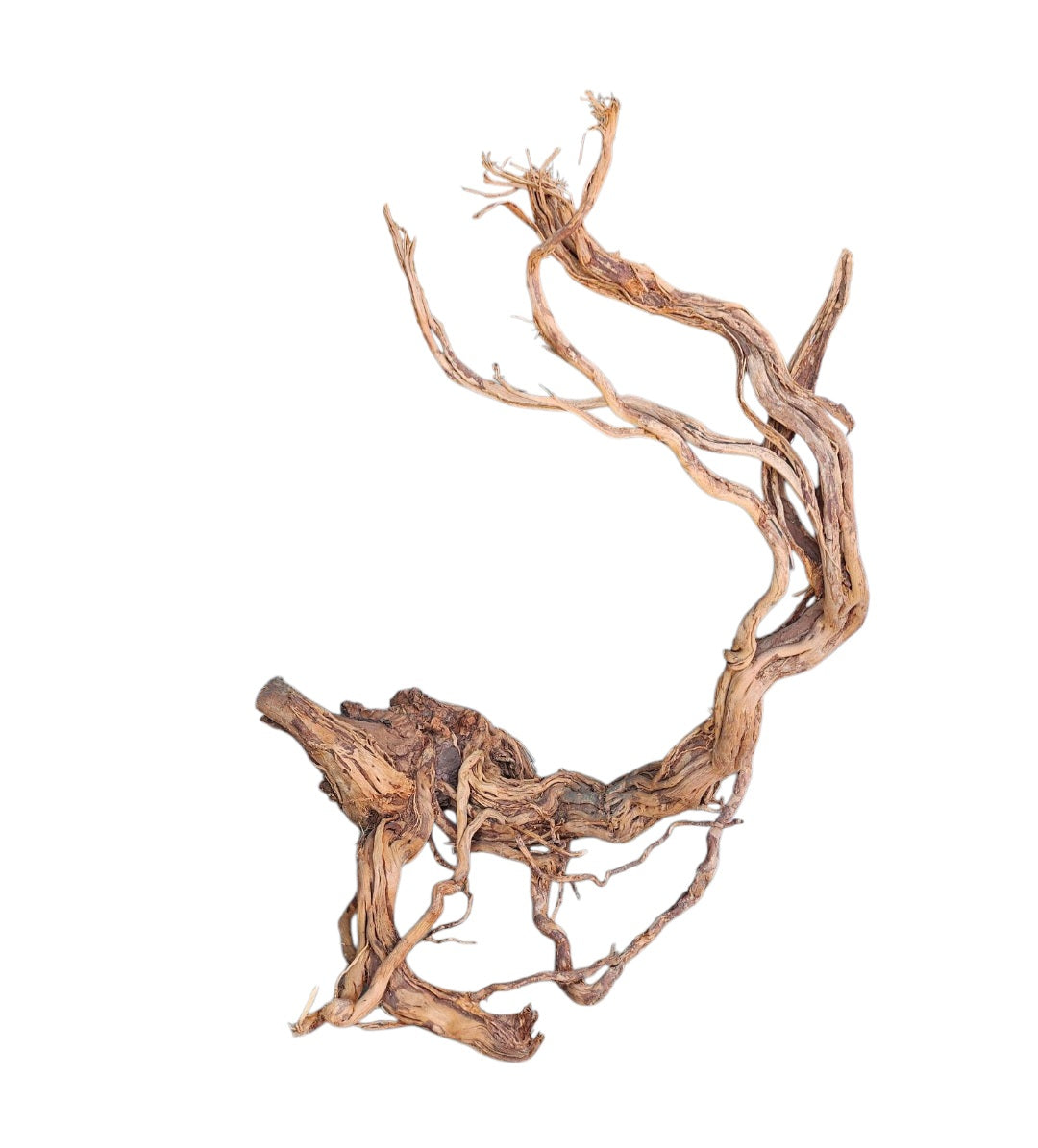 Dragon Wood / Curl Wood Wurzel833