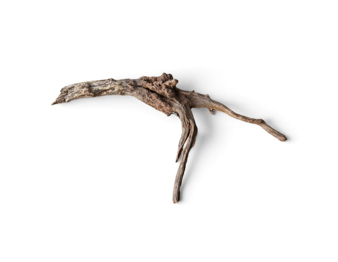 Coral Sinker Wood Nr.633