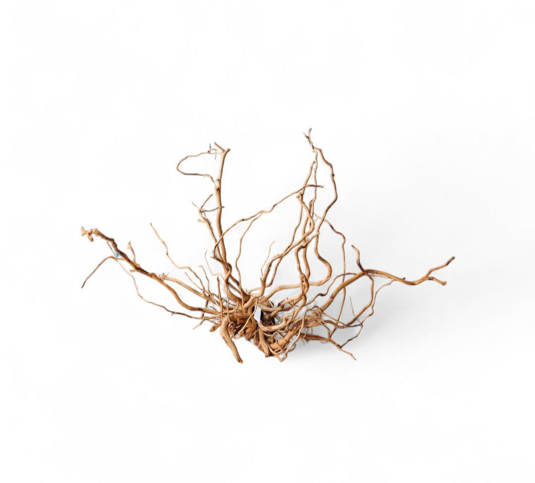Dragon Wood / Curl Wood Wurzel405