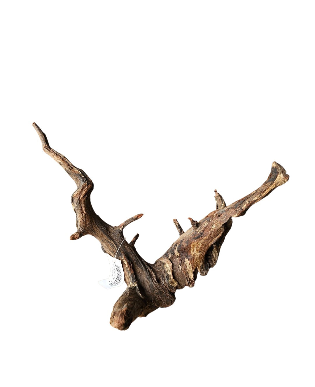 Corbo Wurzel medium Nr.917
