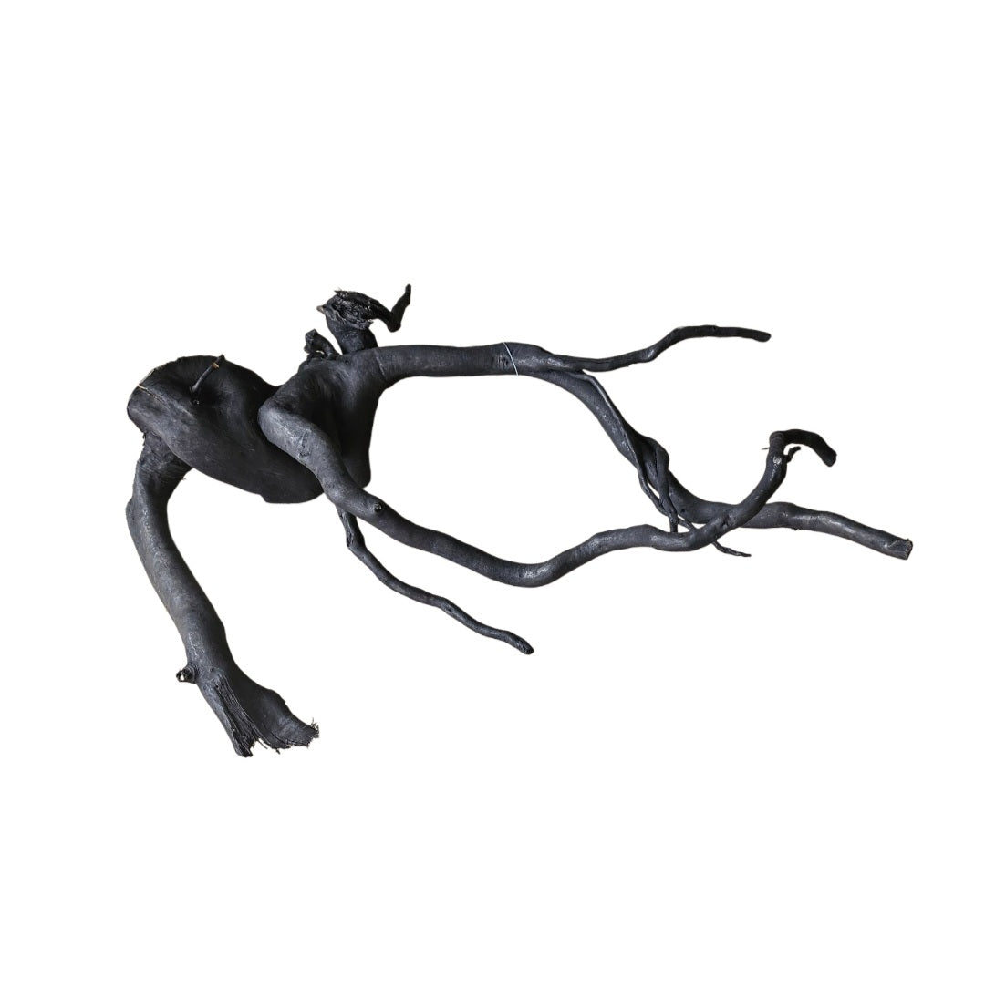 Schwarze Moorwurzel M (25-30 cm) Nr. 169