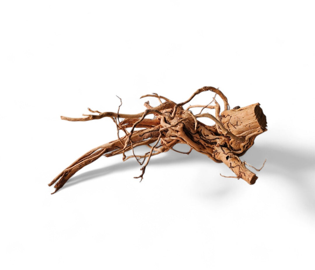 Dragon Wood / Curl Wood Wurzel327