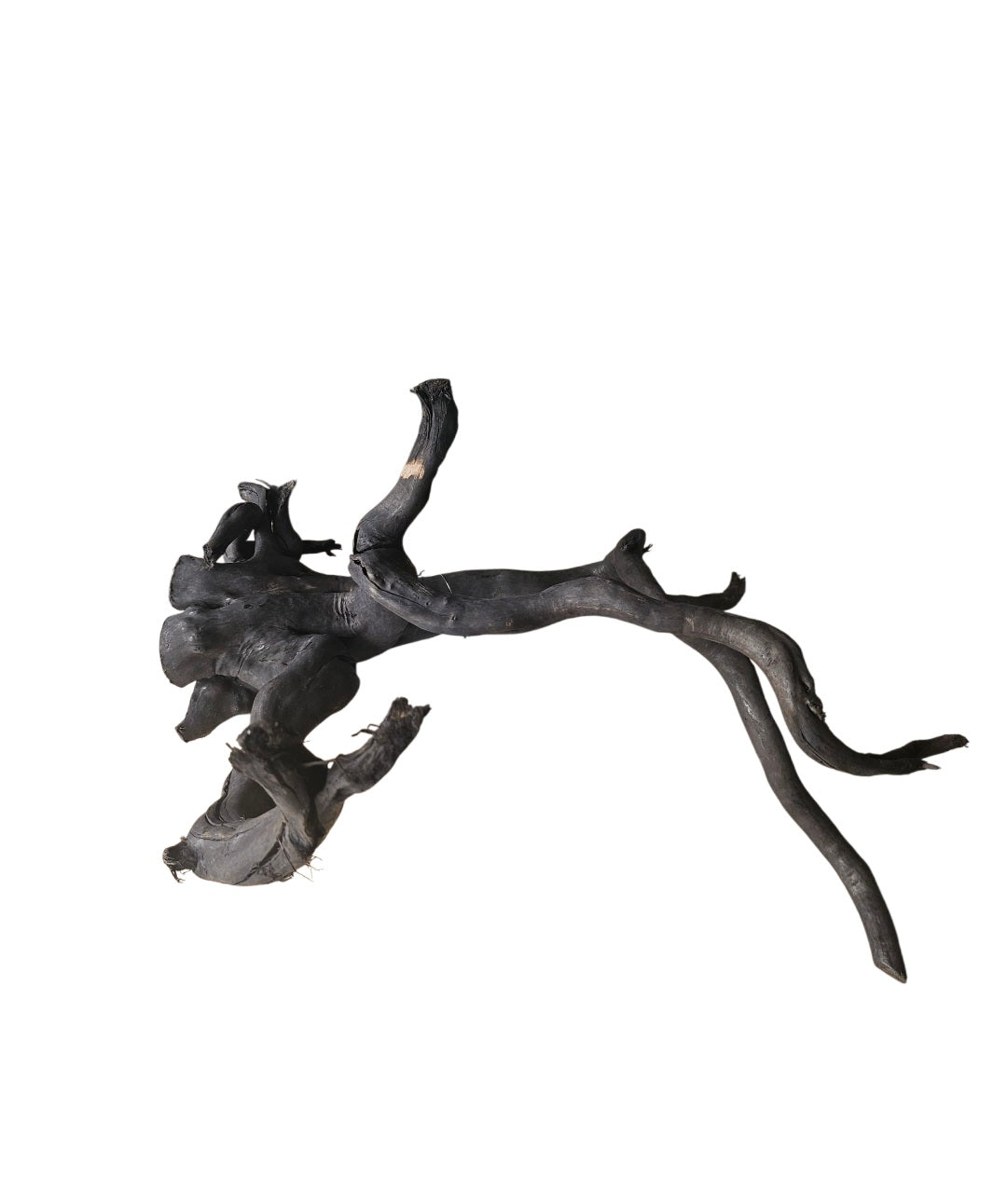 Schwarze Moorwurzel L (40-45 cm) Nr. 929