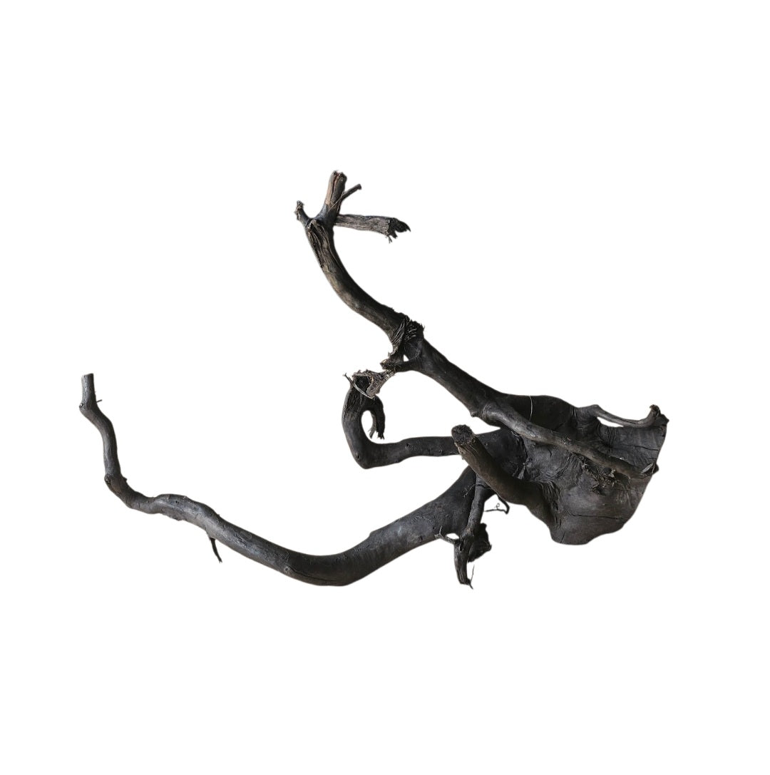 Schwarze Moorwurzel M (25-30 cm) Nr. 54